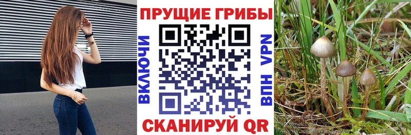 Галлюциногенные грибы Cubensis  где найти наркотики  Белово 